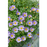 Brachyscome ´Brasco Violet´  / Bachyscome, bal. 6 ks, 6x K7