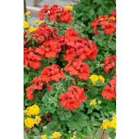 Pelargonium pelt.x zonale ´Caliente® Orange´  / Muškát převislý, bal. 6 ks sadbovačů