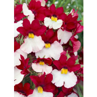 Nemesia ´Sunsatia® plus Cherry on Ice´  / Nemesia, bal. 6 ks sadbovačů