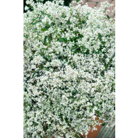 Euphorbia hypericifolia ´pac®Mont Blanc´  / Pryšec třezalkovolistý, bal. 6 ks sadbovačů