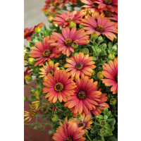 Osteospermum ´Orange-Pink´ / Osteospermum, bal. 3 ks, 3xK7