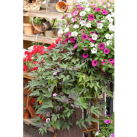 Ipomoea ´Papas Red´® / Povíjnice, K7