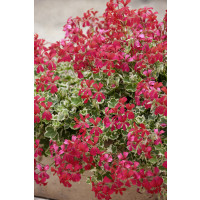 Pelargonium peltatum ´Evka´ / Pelargonie převislá červená, bal. 6 ks, 6x K7