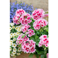 Pelargonium zonale ´pac®Flower Fairy® White Splash´  / Muškát kroužkovaný, K7