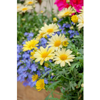 Argyranthemum pac® Day-Zee® Yellow  / Kopretina, bal. 6 ks sadbovačů
