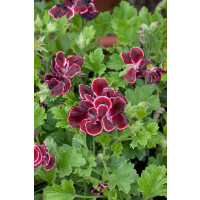 Pelargonium grandiflorum ´Aristo Beauty´ / Pelargonie velkokvětá červená, bal. 3 ks, 3x K7