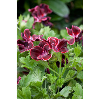 Pelargonium grandiflorum ´Aristo Beauty´ / Pelargonie velkokvětá červená, K7