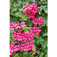 Pelargonium pelt. PAC® ´Happy Face Mex´ / Muškát, K7