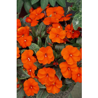 Impatiens ´New Guinea Orange´ / Netýkavka oranžová, K7