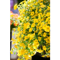 Calibrachoa Calipetite® Yellow Impr. / Mnohokvěté petunie, bal. 6 ks, 6xK7