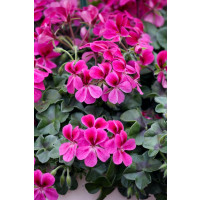 Pelargonium pelt. ´pac®Happy Face® Magenta´  / Muškát, bal. 3 ks, 3x K7