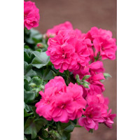 Pelargonium peltatum ´pac®Rocky´  / Muškát, bal. 3 ks, 3x K7