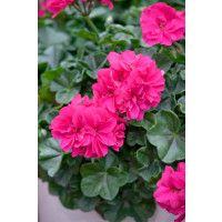 Pelargonium peltatum ´pac®Rocky´  / Muškát, bal. 6 ks sadbovačů