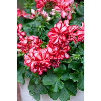 Pelargonium pelt. PAC® ´Mexica Ruby´ / Muškát, K7