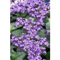 Heliotropium ´Nautilus Blue´  / Otočník, bal. 6 ks sadbovačů