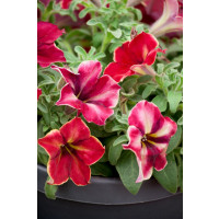 Petunia ´Crazytunia® Mandeville´  / Petunie, bal. 3 ks, 3x K7