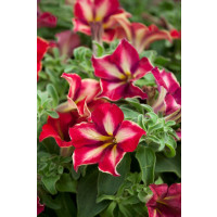Petunia Crazytunia® ´Mandeville´ / Petunie, K7