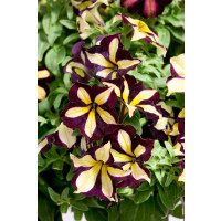 Petunia ´Crazytunia® Star Jubilee´  / Petunie, K7