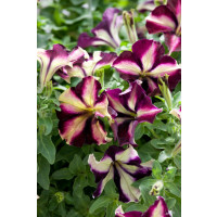 Petunia ´Crazytunia® Pulse´  / Petunie, bal. 6 ks sadbovačů