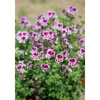 Pelargonium crispum ´pac®Angeleyes® Randy´  / Muškát anglický, K7