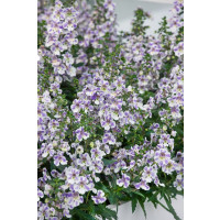 Angelonia ´pac®Angelos Bicolor´  / Angelonie, K7