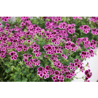Pelargonium crispum ´pac® Angeleyes® Blueberry´  / Muškát anglický, bal. 3 ks, 3x K7