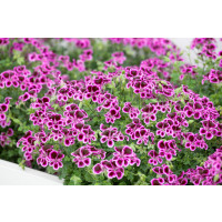 Pelargonium crispum ´pac® Angeleyes® Blueberry´  / Muškát anglický, K7