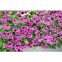 Pelargonium crispum ´pac® Angeleyes® Blueberry´  / Muškát anglický, bal. 3 ks, 3x K7