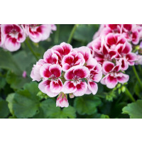 Pelargonium zonale ´pac®Flower Fairy® White Splash´  / Muškát kroužkovaný, K7