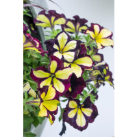 Petunia ´Crazytunia® Star Jubilee´  / Petunie, bal. 6 ks, 6x K7