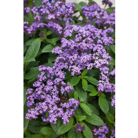 Heliotropium ´Nautilus Blue´  / Otočník, bal. 6 ks sadbovačů