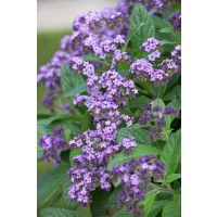 Heliotropium ´Nautilus Blue´  / Otočník, bal. 6 ks, 6x K7
