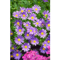 Brachyscome ´Brasco Violet´  / Bachyscome, bal. 6 ks sadbovačů