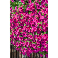 Petunia Surfinia® ´Purple´ / Petunie cyklámenová jednod., K7