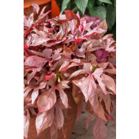 Ipomoea ´Papas Red´® / Povíjnice, bal. 6 ks sadbovačů