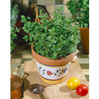 Mentha crispa / Máta kadeřavá, K9
