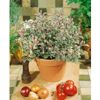 Salvia officinalis ´Tricolor´ / Šalvěj lékařská , K9