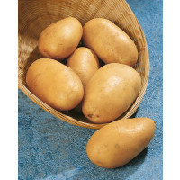 Solanum Tub. ´SUNITA´ / Sadbové brambory žluté, rané, bal. 1 kg, I.
