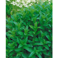 Mentha spicata / Máta klasnatá, K9