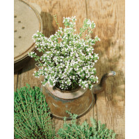 Thymus vulgaris ´Compactus´ / Mateřídouška obecná, K9