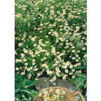 Matricaria recutitta / Heřmánek, bal. 0,7 g