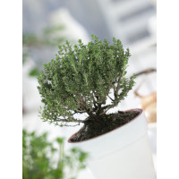 Thymus vulgaris ´Faustini´ / Mateřídouška obecná, K7