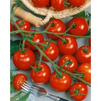 Rajče cherry Manolo® Red (Picolino F1), přirozeně rezistentní, roubovaná rostlina, K12