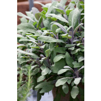 Salvia officinalis ´Purpurascens´ / Šalvěj lékařská , K9