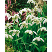 Galanthus niv. ´Flore Pleno´ / Plnokv. sněženky, bal. 7 ks, 5/+