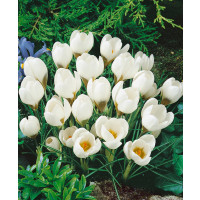 Crocus ´Ard Schenk´ / Botanický šafrán / Krokus, bal. 15 ks, 5/+