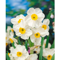 Narcis paperwhite ´Avalanche´ / Narcis i do květináče, bal. 5 ks, 13/15