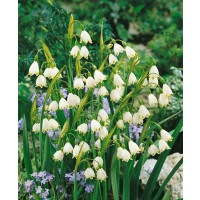 Leucojum aestivum / Bledule letní, bal. 10 ks, 8/9