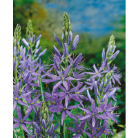 Camassia leichtlinii ´Caerulea´ / Kamasie modrá, bal. 2 ks, 14/+