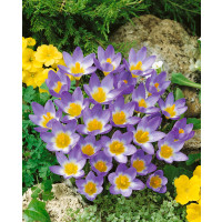 Crocus sieberi ´Tricolor´ / Botanický šafrán / Krokus, bal. 15 ks, 5/+